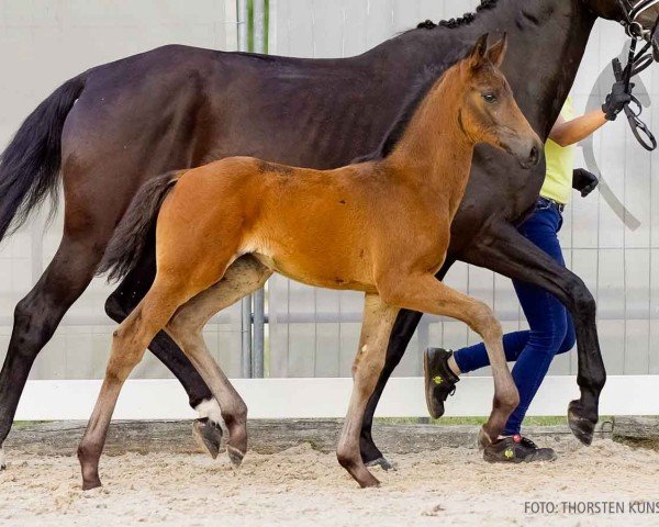 foal by Ophelia (Hanoverian, 2024, from Opoque)