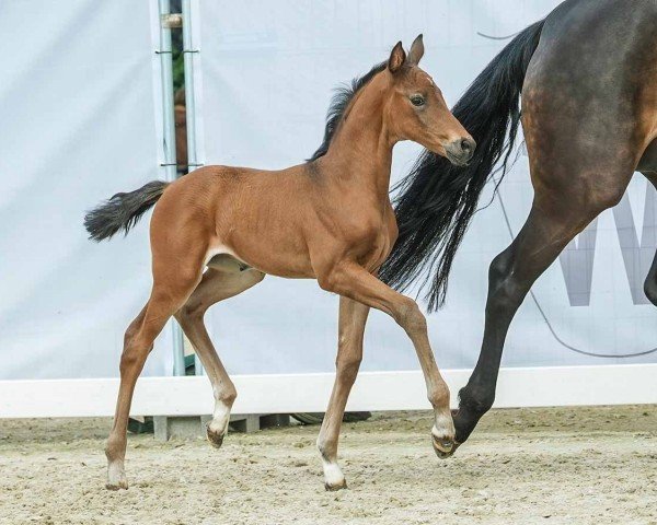 Fohlen von Vision of Love (Westfale, 2024, von Viva Romance PS OLD)