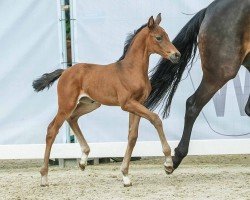 foal by Vision of Love (Westphalian, 2024, from Viva Romance PS OLD)