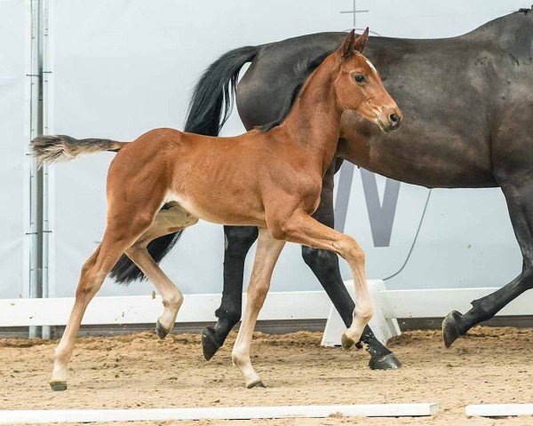 foal by For Amour (Westphalian, 2024, from For Kingdom)