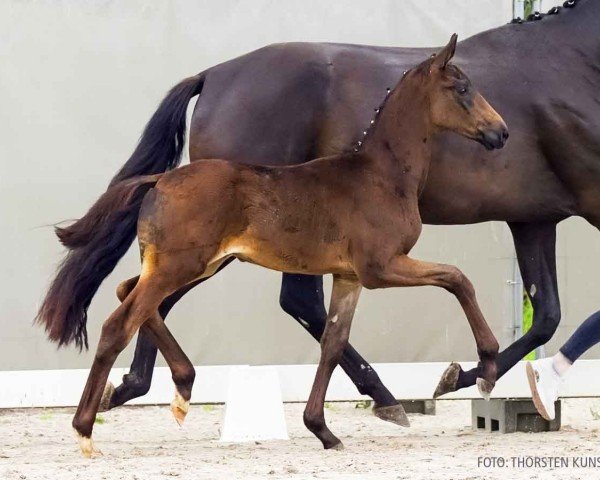 Fohlen von Thunderlight (Hannoveraner, 2024, von Total McLaren)