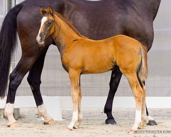 foal by Theodor G&M (Hanoverian, 2024, from Total Hope OLD)