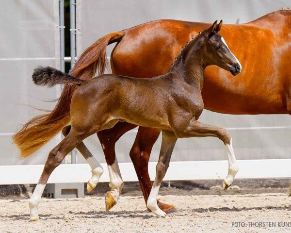 foal by Be my Girl (Hanoverian, 2024, from Bon Esprit)