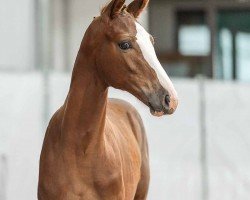 dressage horse Stute von Vandenberg / Fineliner (Westphalian, 2024, from Vandenberg 4)