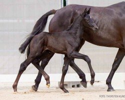 foal Hengst von Bloomingdale / Fürst Bischoff (Hannoveraner, 2024, from Bloomingdale)