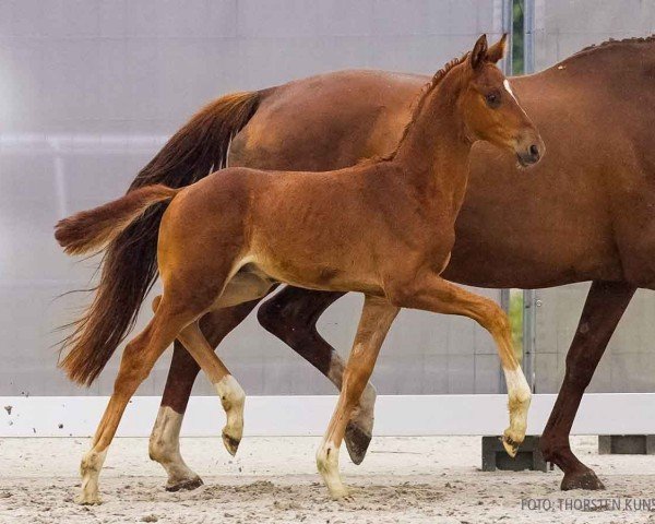 foal by Franco Rosso (Hanoverian, 2024, from Franco Nero)