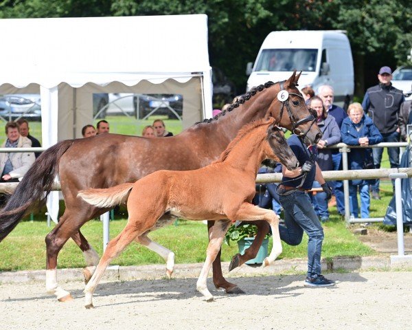 Fohlen von Very Nice K (Oldenburger, 2024, von Viva Gold OLD)