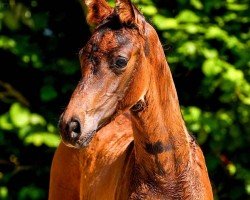 foal by Fräulein Fröhlich (Hanoverian, 2024, from For Dance)