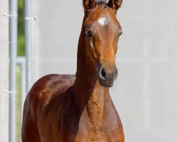 foal by Tiffany-Rose (Hanoverian, 2024, from Totilas)