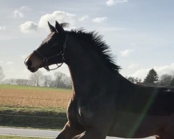 dressage horse Sandrino G (Westphalian, 2009, from Show Star)