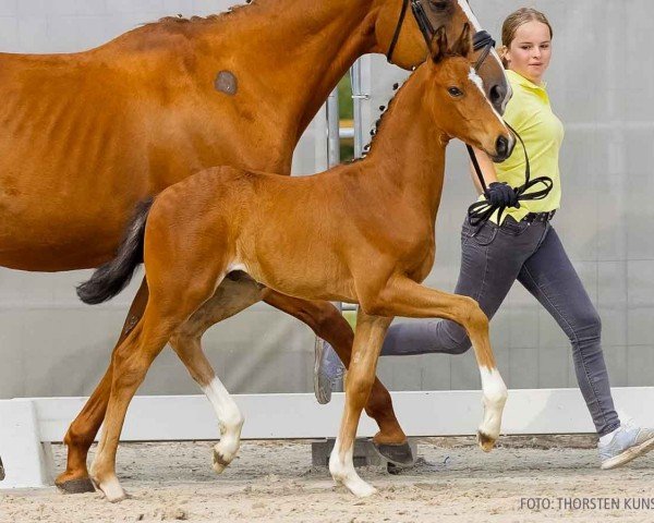 foal by Erling Haland (Hanoverian, 2024, from Erste Sahne)