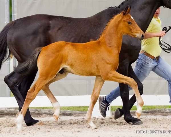 foal by Vom Allerfeinsten (Hanoverian, 2024, from Von und Zu)