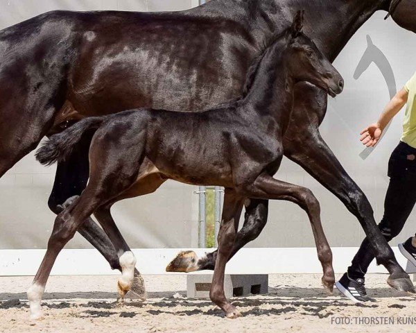 foal by The Bastian (Hanoverian, 2024, from Total Hope OLD)