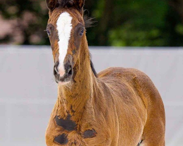 foal by Bellariva (Hanoverian, 2024, from Bonhoeffer)