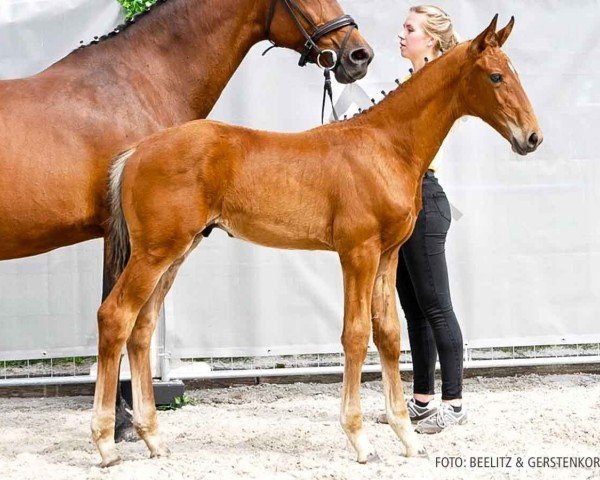 foal by Virlefanz (Hanoverian, 2024, from Von und Zu)