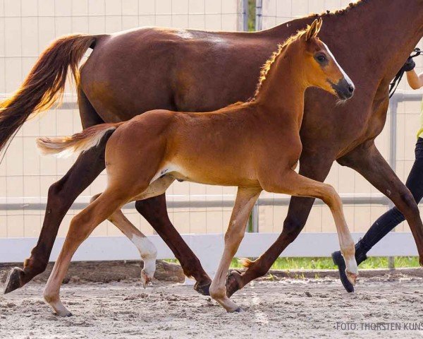 foal by Dynamic II M (Hanoverian, 2024, from Dynamic Dream)