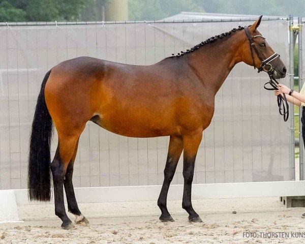 broodmare Beauty M (Hanoverian, 2020, from Callaho's Benicio)