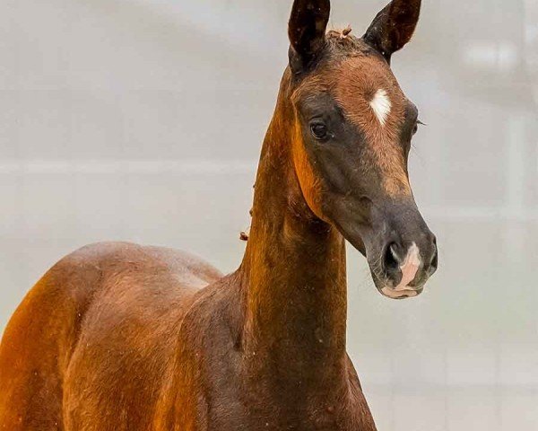 foal by Ballerina (Hanoverian, 2024, from Barbarossa)