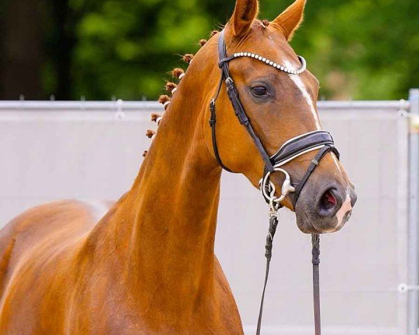 dressage horse Bon Lady (Hanoverian, 2020, from Bon Courage 4)