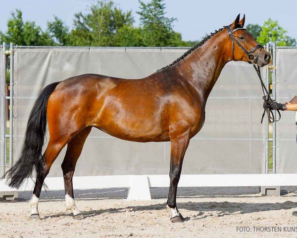 dressage horse Fürstin Fiolina (Hanoverian, 2018, from Fürst Jazz)