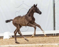 foal by Vorhang auf (Westphalian, 2024, from Van Vermeer)