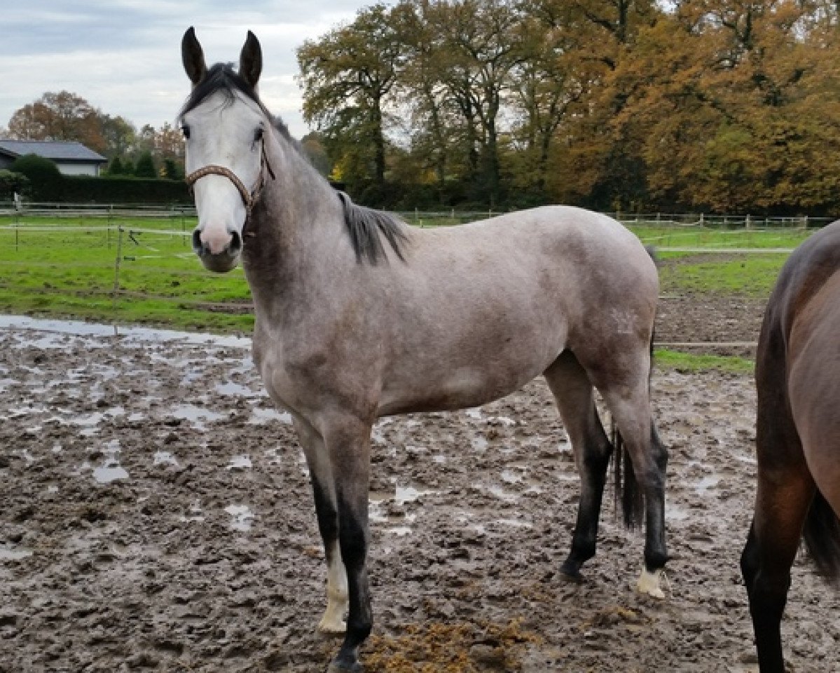 Springpferd Casha 4 (Rheinländer, 2012, von Cathanos)