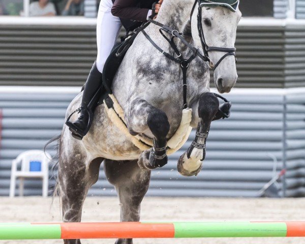 Springpferd Butterfly Flip 6 (Holsteiner, 2017, von Brantzau)