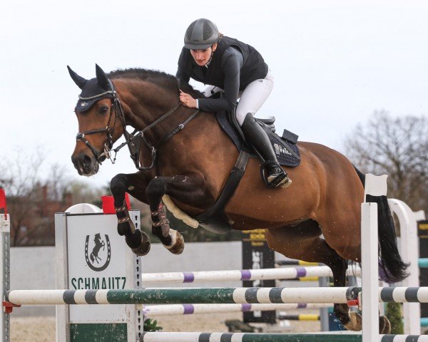 jumper Laurence 19 (German Sport Horse, 2012, from Landcolt B)