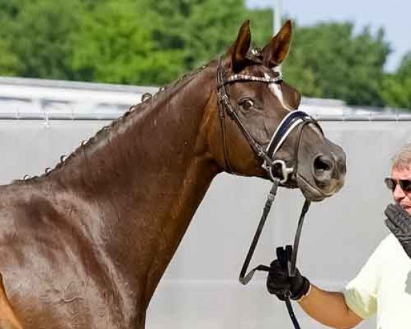 broodmare Biene (Hanoverian, 2010, from Bequia)