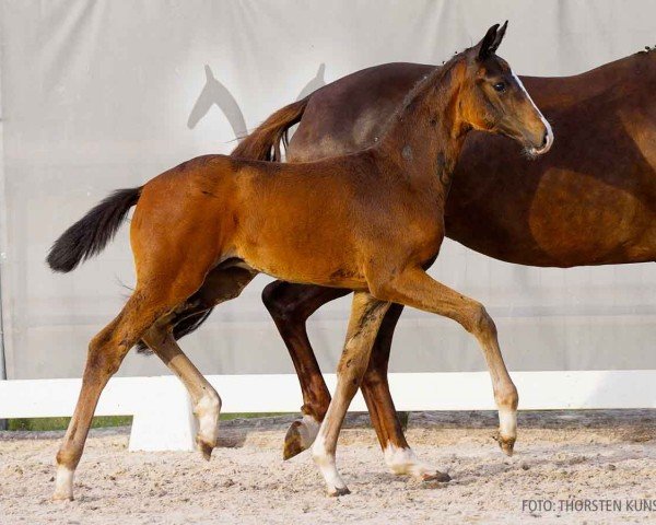 foal by Sir Courage (Hanoverian, 2024, from Sir Donnerhall I)