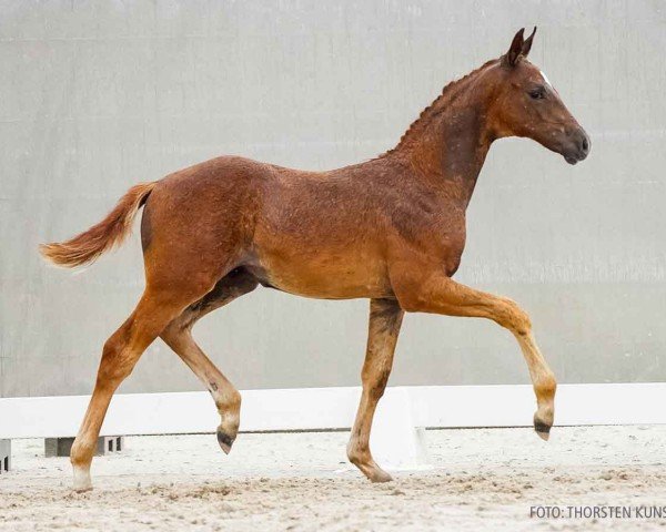 foal by Valeriano (Hanoverian, 2024, from Vitalos FRH)