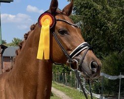 broodmare Graviola 3 (Polish Warmblood, 2013, from Vulkan L)