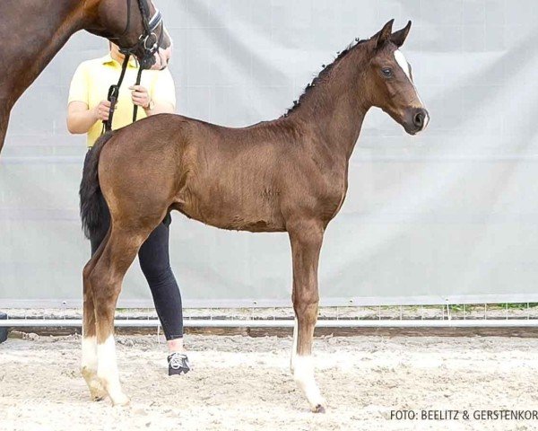 foal by Duty Free (Hanoverian, 2024, from Despacito 16)