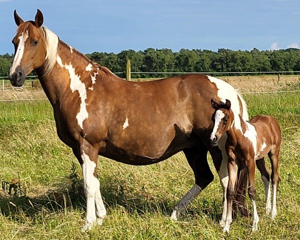 broodmare Lightning (Pinto / Pony, 2010, from Agnus Dei)