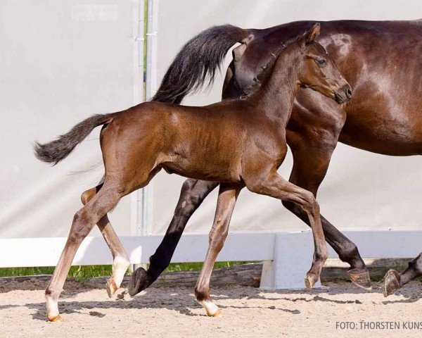 foal by Bon Noir (Hanoverian, 2024, from Bon Esprit)