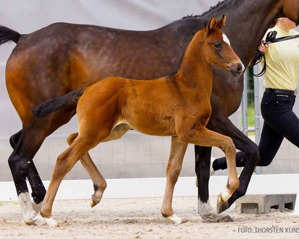 foal by Bon Exemple (Hanoverian, 2024, from Bon Courage 4)