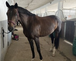 dressage horse Fräulein Frost B (Oldenburg, 2018, from Fidertanz)