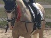 dressage horse Coco Cream (German Riding Pony, 2012, from Fs Coco Jambo)