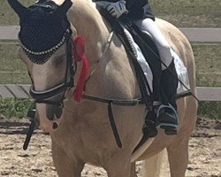 dressage horse Coco Cream (German Riding Pony, 2012, from Fs Coco Jambo)