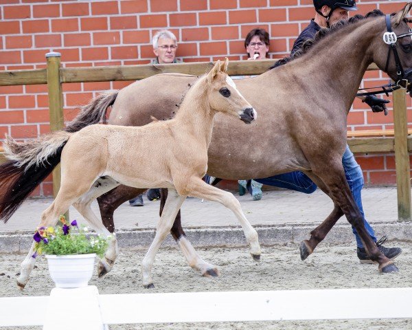 Fohlen von Preacher Man (Deutsches Reitpony, 2024, von Pinocchio S.w.)