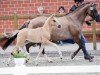 foal by Preacher Man (German Riding Pony, 2024, from Pinocchio S.w.)