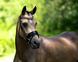 Pferd Gina's Girl AT (Deutsches Reitpony, 2018, von Dreiklang AT)