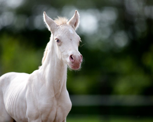 dressage horse Georgie Van De Kompen (Rhinelander,  , from Gold Garant)