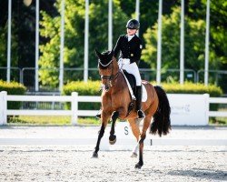 dressage horse Amorio 2 (Holsteiner, 2011, from Ampère)