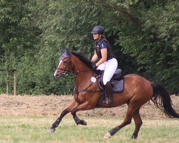 eventing horse Bella Royal MH (Westphalian, 2015, from Bellini Royal)