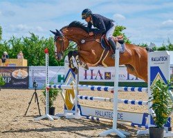 jumper Emmerson VH (Oldenburg show jumper, 2020, from Emerald van 't Ruytershof)