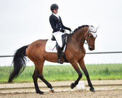 dressage horse Karline de Prissey (German Sport Horse, 2017, from Kash de Prissey)