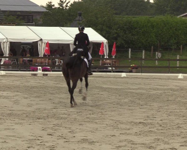 Looper Holzer Dressurfestival 2024