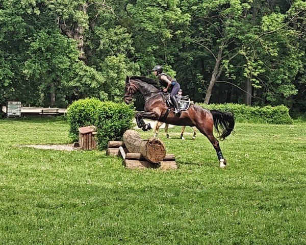 dressage horse San Siro 3 (German Sport Horse, 2018, from San Amour I)