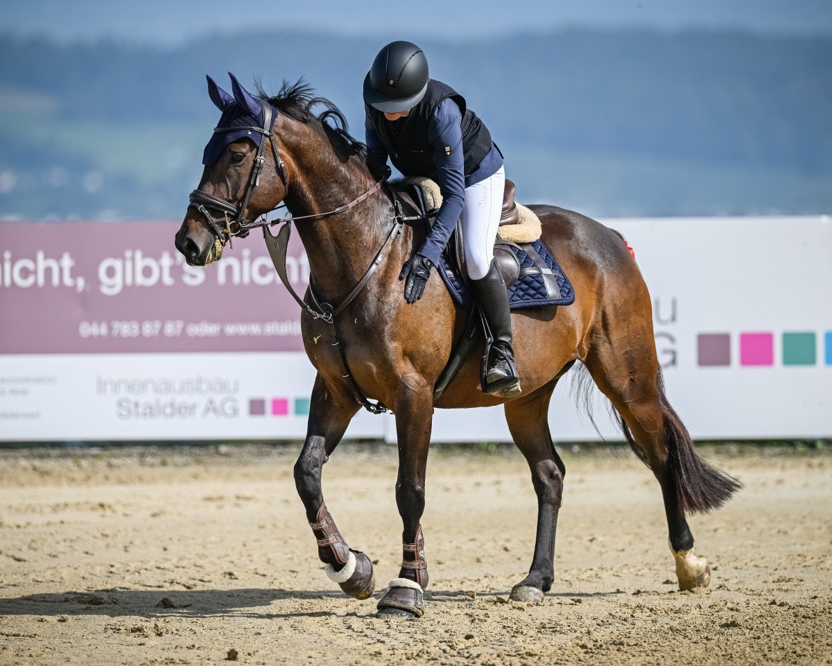 Springpferd Hanley's Romeo (Holsteiner, 2018, von Hanley)